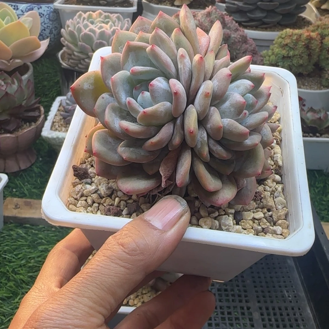 锦安精品多肉植物259