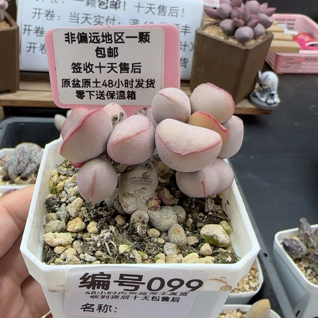 099白肌红蛋多肉