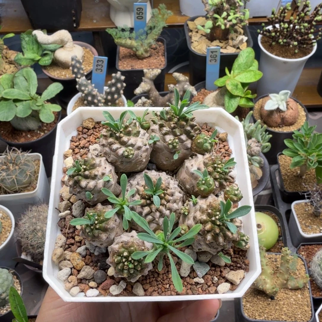 峨眉山226仙人掌球