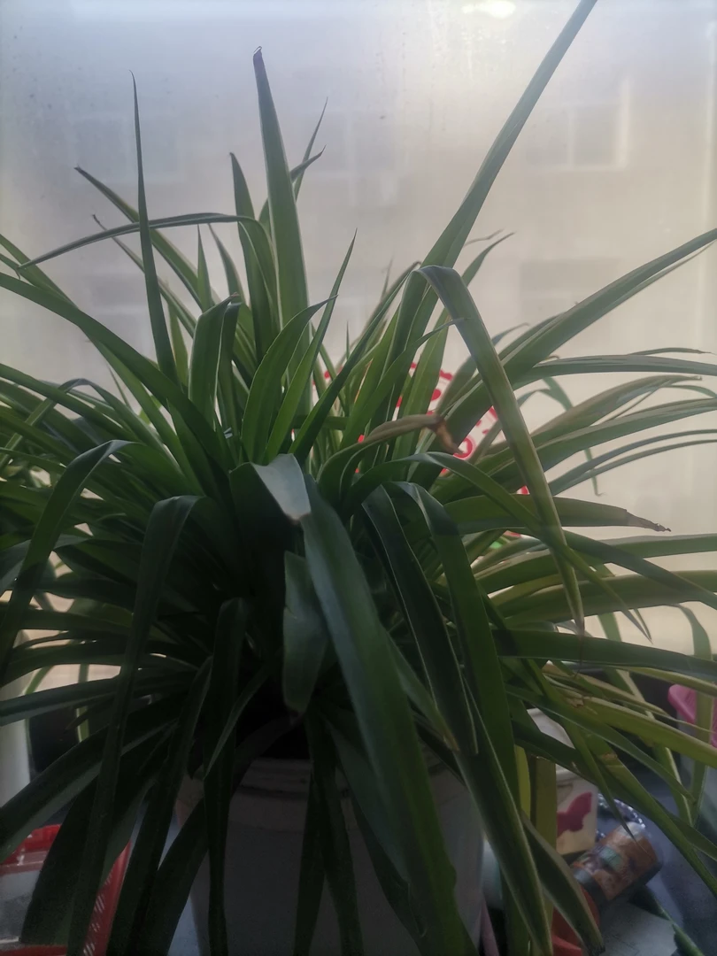 龙须树龙血树室内客厅大型盆栽绿植净化空气四季常青好养