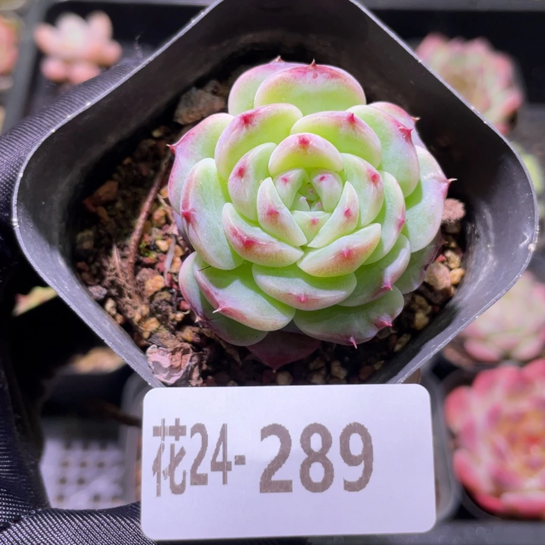 花利美24-289天鹅绒