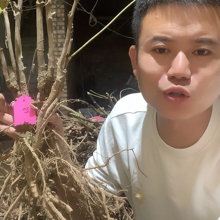 自***翔当前无花栽培后可以开花