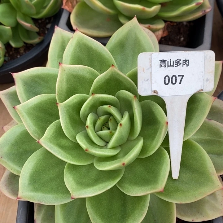 D007直播福利 翠鸟