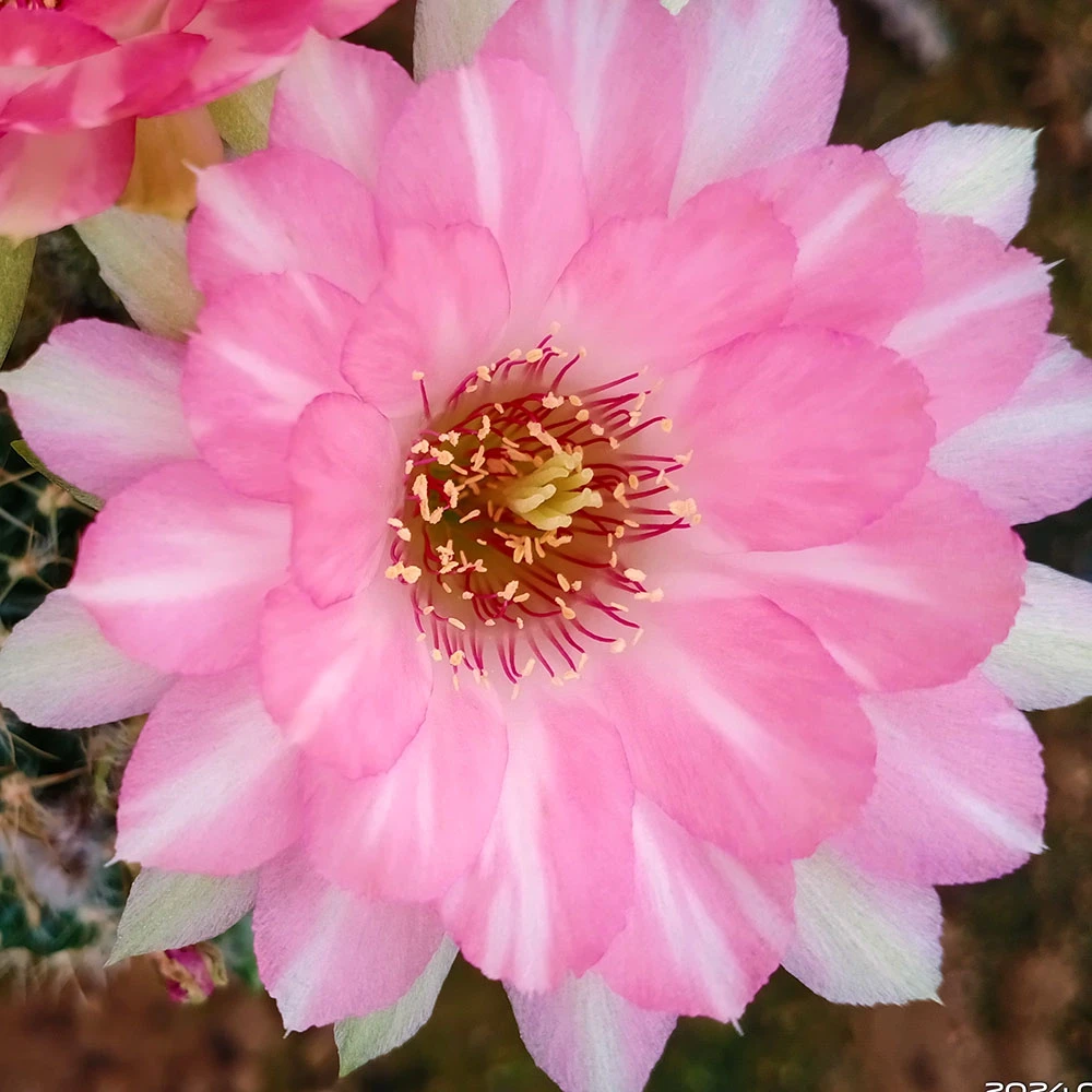 盆栽仙人球阳台防辐射桌面植物仙人球丽花属深粉渐变浅粉双色同株