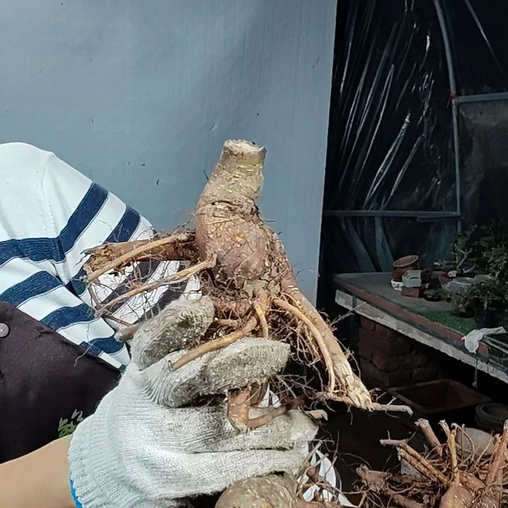 容***完全开放小叶榆树好看好养