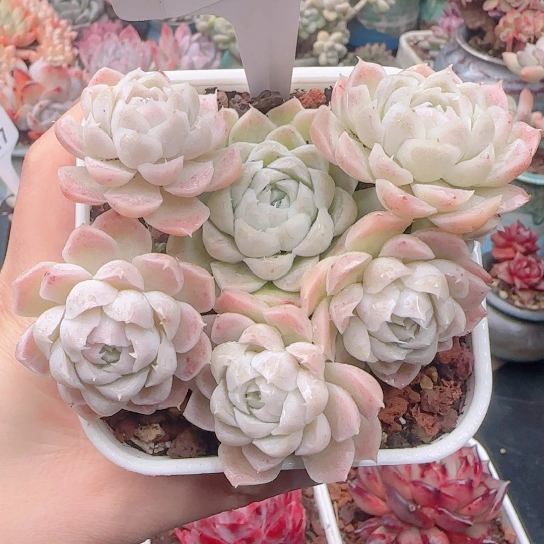 多肉植物6219.....………