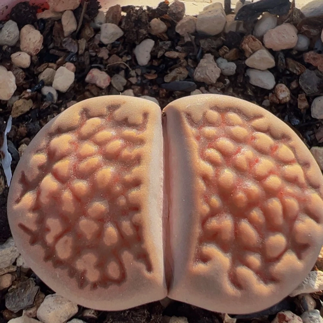 红巴黎多肉植物带盆