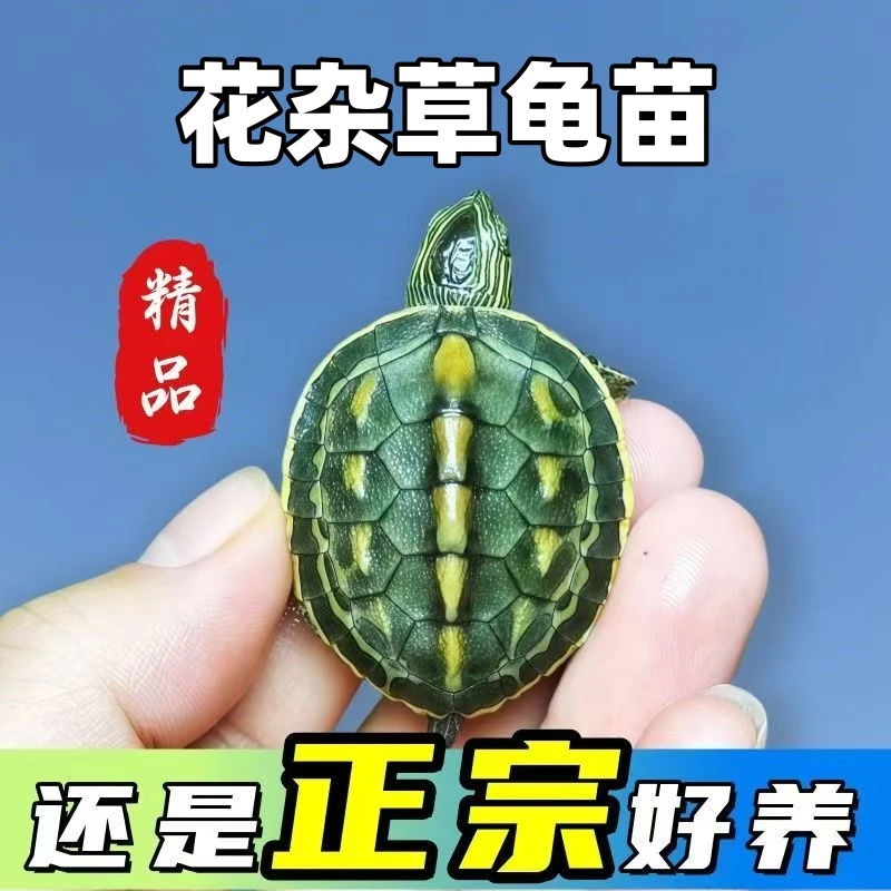 【2-3厘米】10只花杂草龟苗活体小乌龟外塘浅水龟观赏宠物冷水龟
