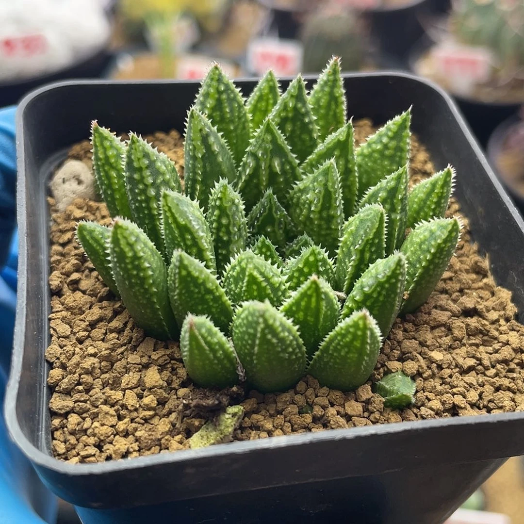 实生原始龙角硬叶十二卷