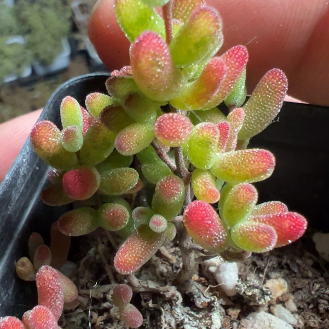 糖球花瓣锦55杯露养老桩