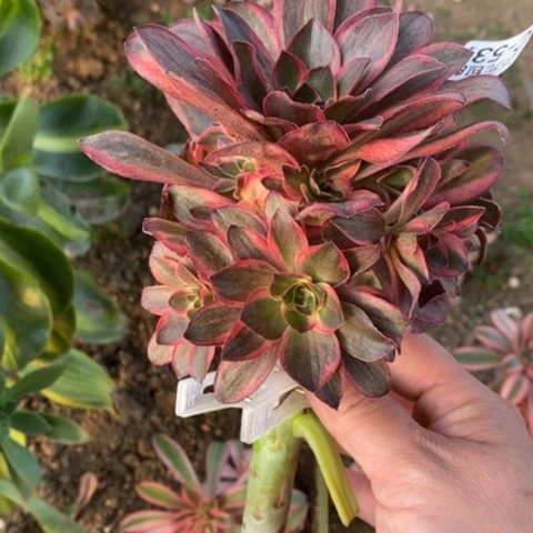 灵**燕539嫁接魅金玫瑰锦砍过满25包邮多肉