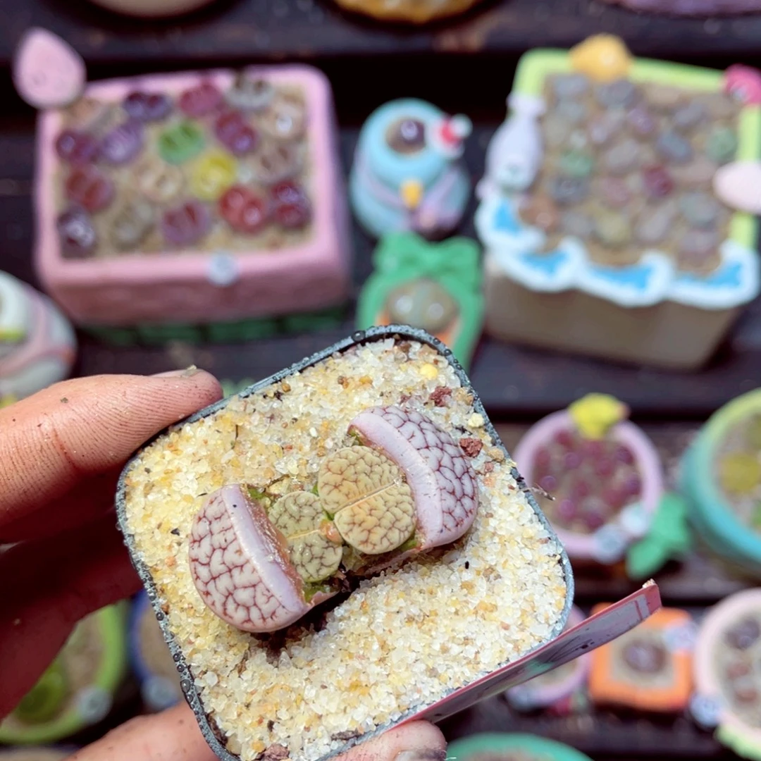 156生石花带盆发1