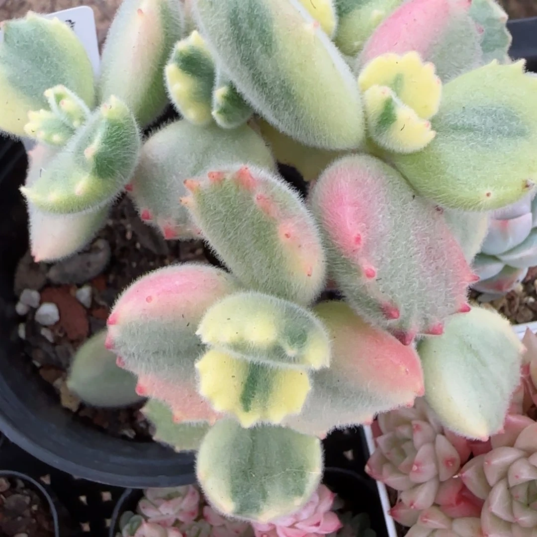 花语逸镜0204-740