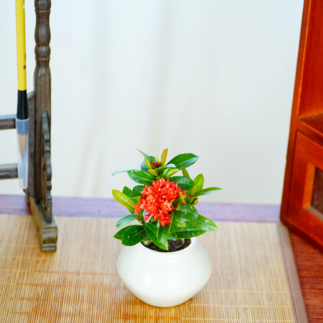 龙船花办公室桌面室内绿植花卉桌面植物摆件