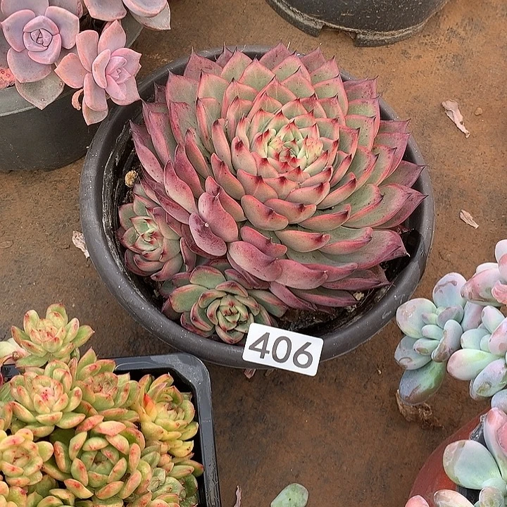 406篝火 一物一拍多肉