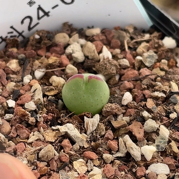 24-5皮卡丘多肉植物锥