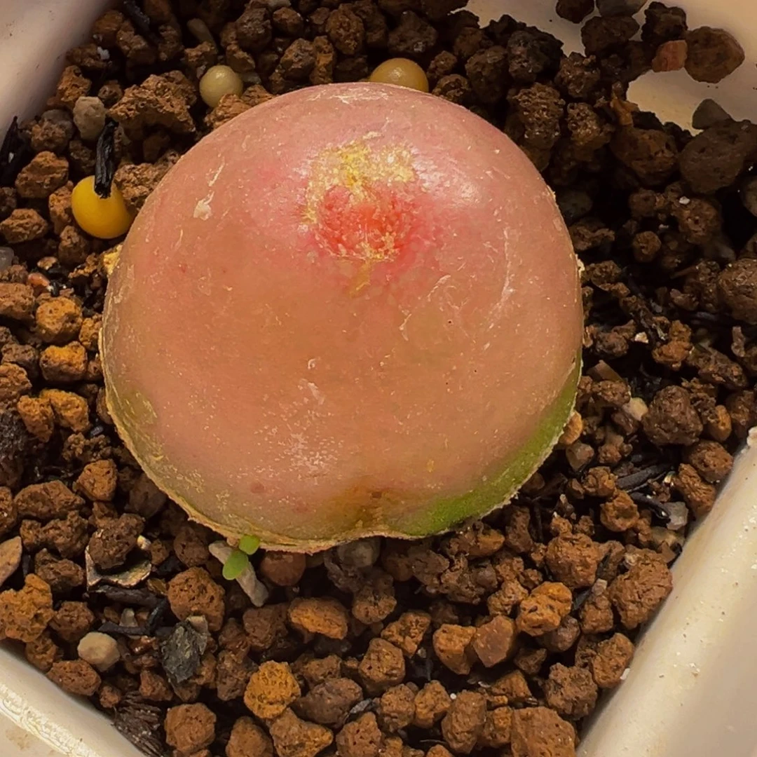 852多肉植物种类多样