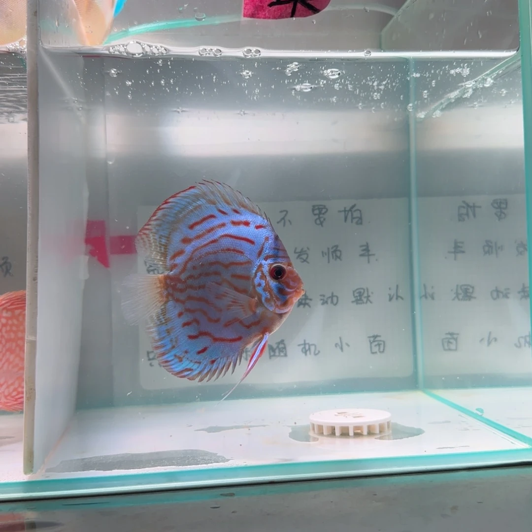 七彩神仙鱼肉身7-8偏远地区不拍