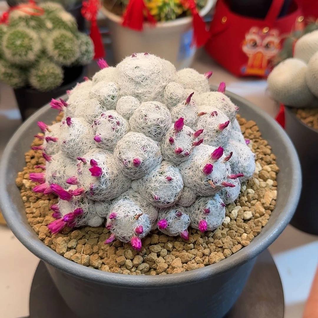 直播间，大群春星，专拍，