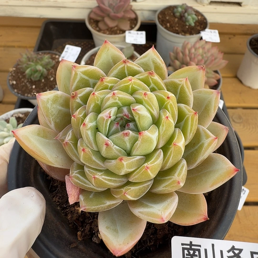 雪花珍妮110404-52