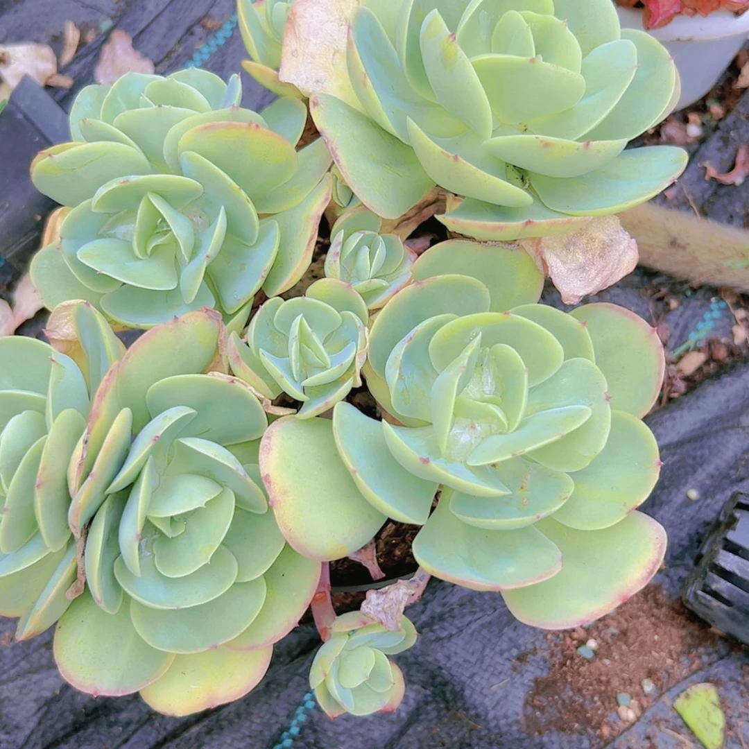 【闪购商品】大群碧桃15.8