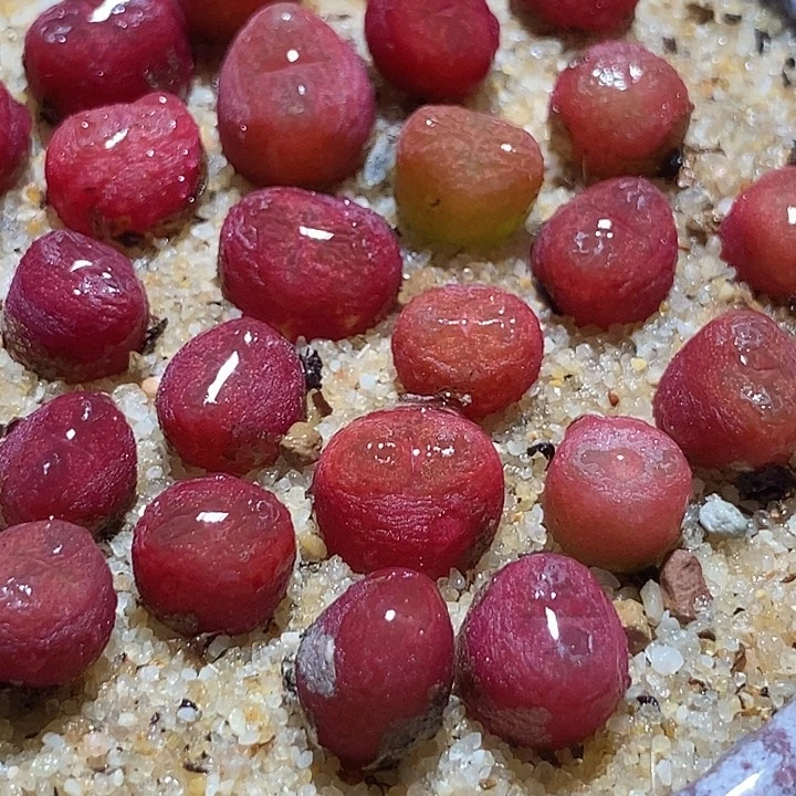 吕氏甜杏sp一颗   买2送1