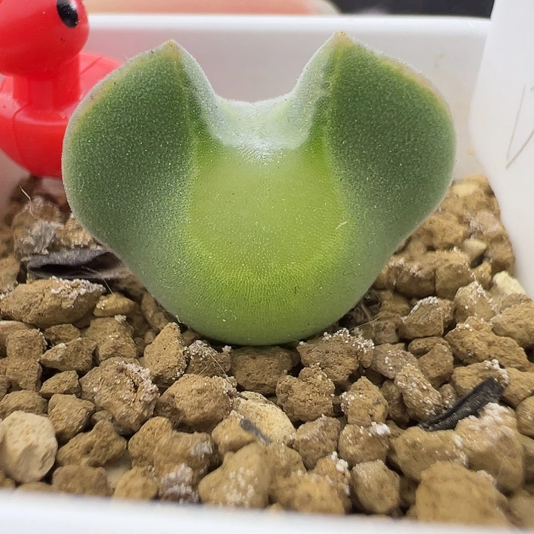 D46号大眼睛一颗超级大眼潜力股