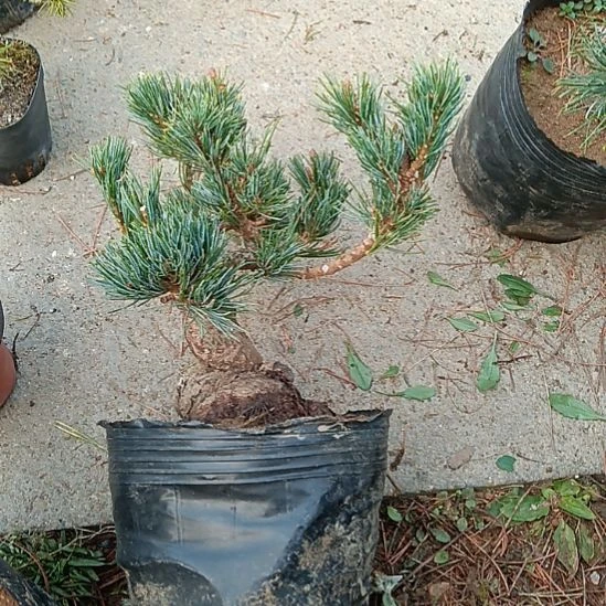 贵品大板松盆景微型金