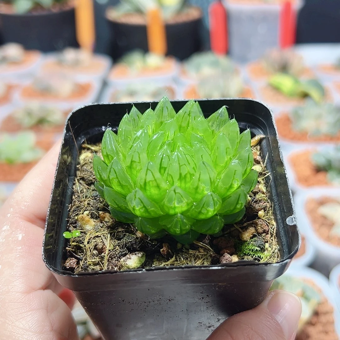 十二卷多肉蝉翼玉露