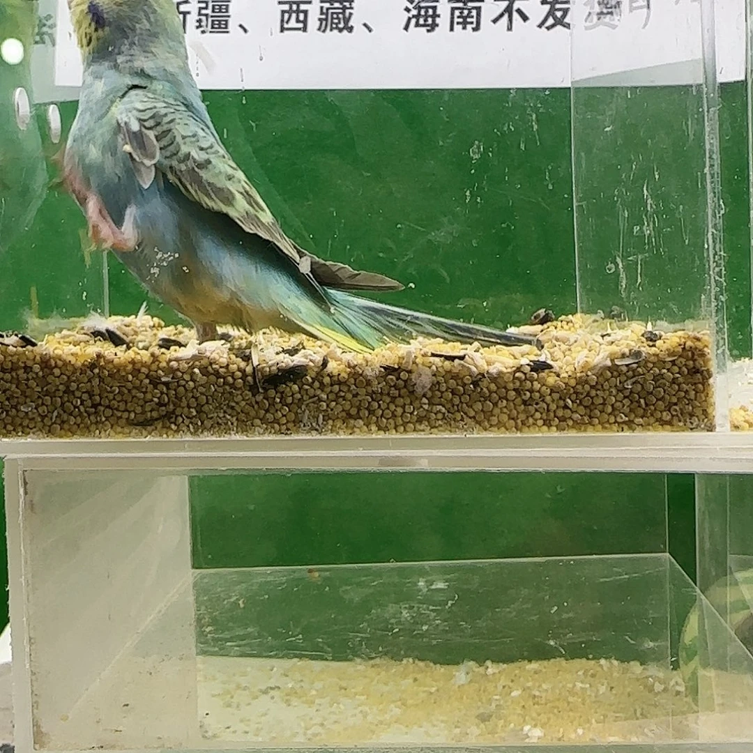 虎皮鹦鹉大头鹦鹉