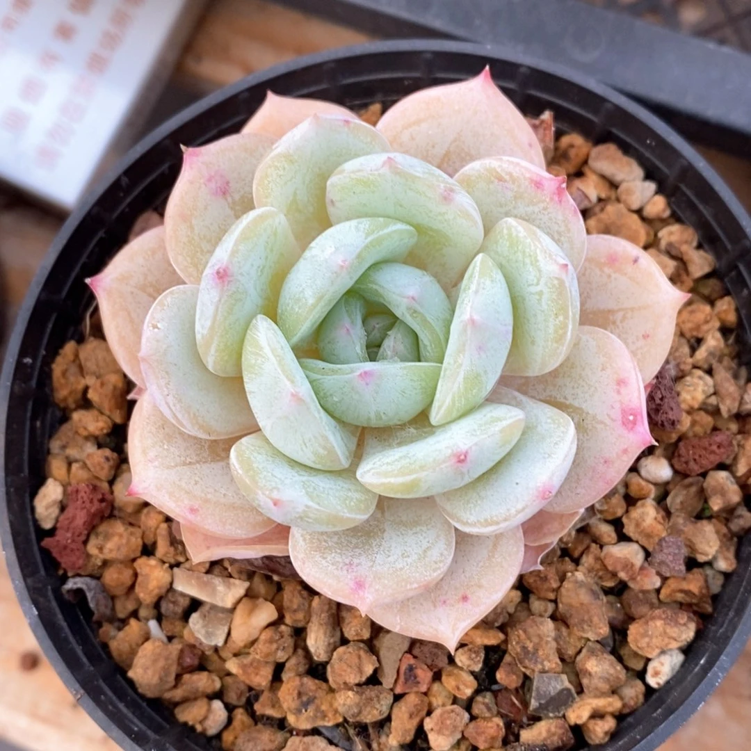 精品多肉一物一拍不包整224