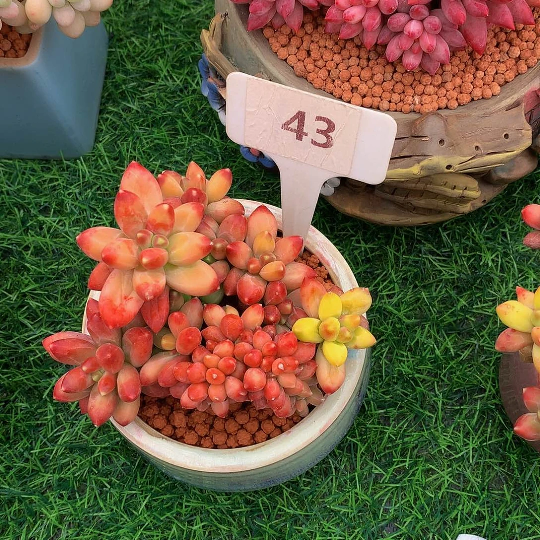 ?****千代田锦多肉植物62727