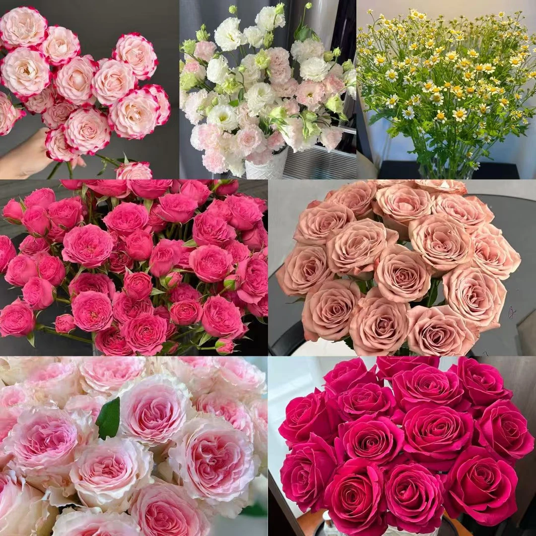【弗洛伊德洛神卡布奇诺苏菲组合】 稀有鲜花组合 云南基地直发鲜花