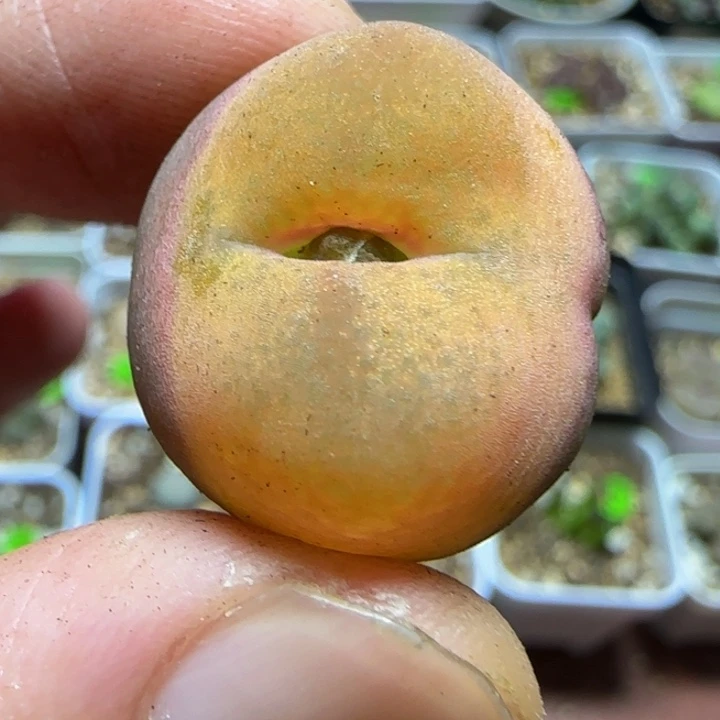 2.2漂亮多肉植物222