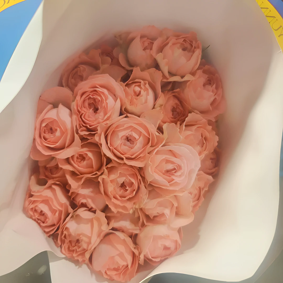【一品花集】稀有蔷品【活泼女孩】多头玫瑰（注意；带包装醒花哦~）