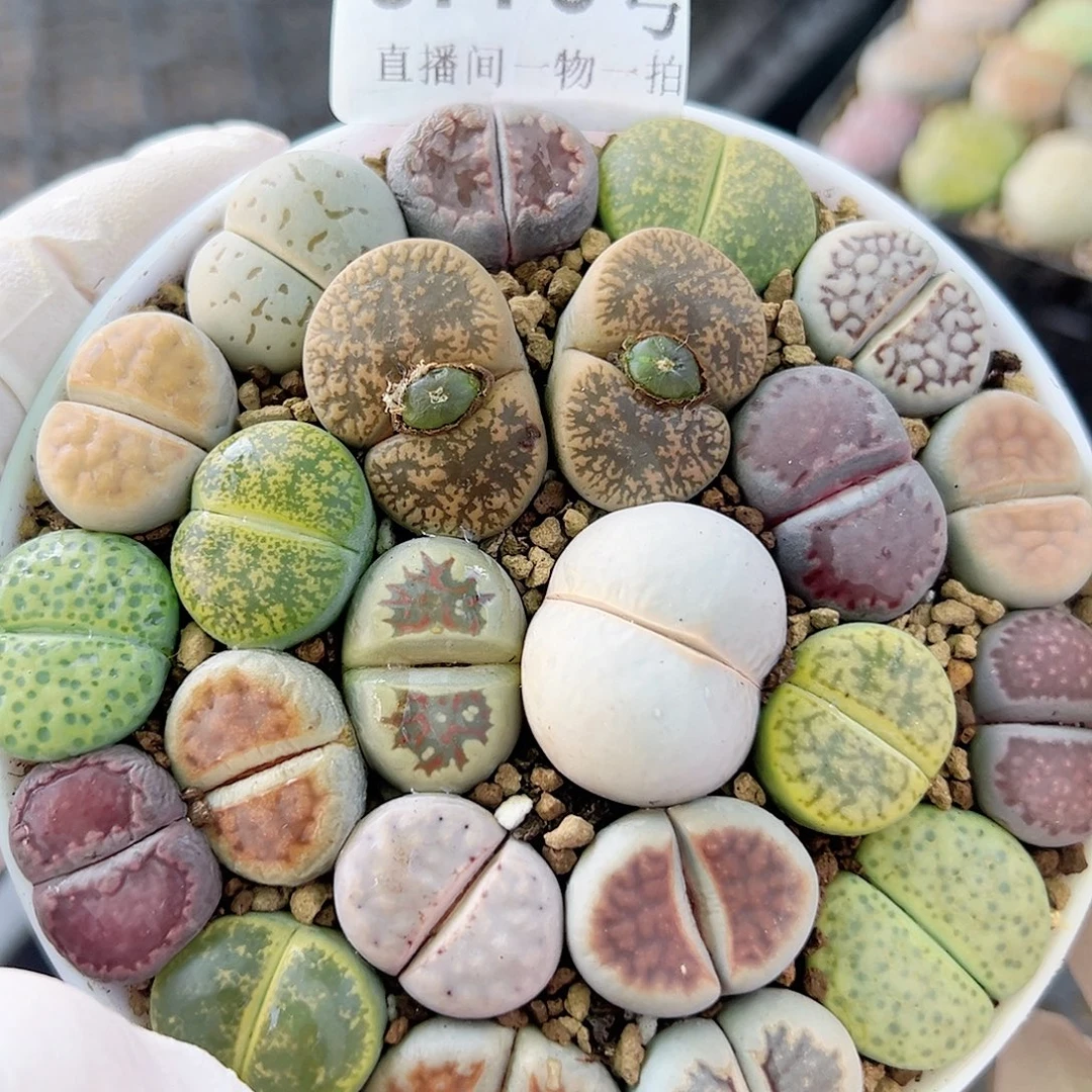 8776 好养易活生石花大母本9cm盆