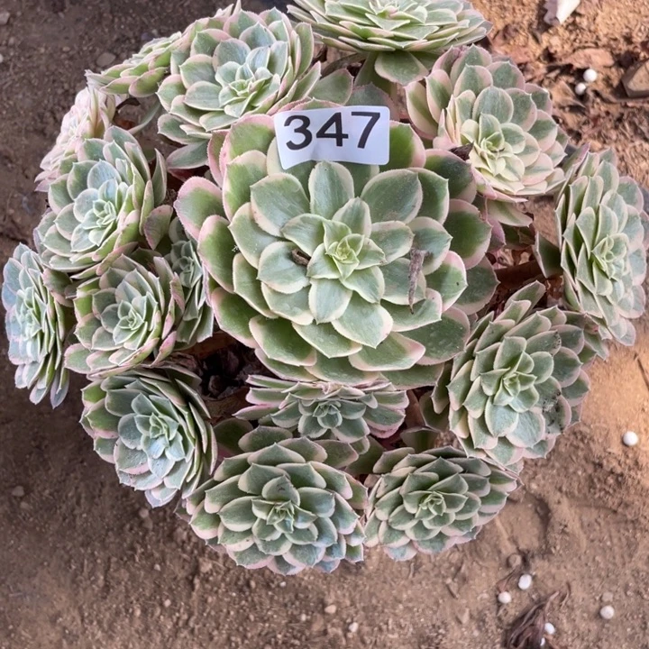 无花朵347多肉植物孔雀翎