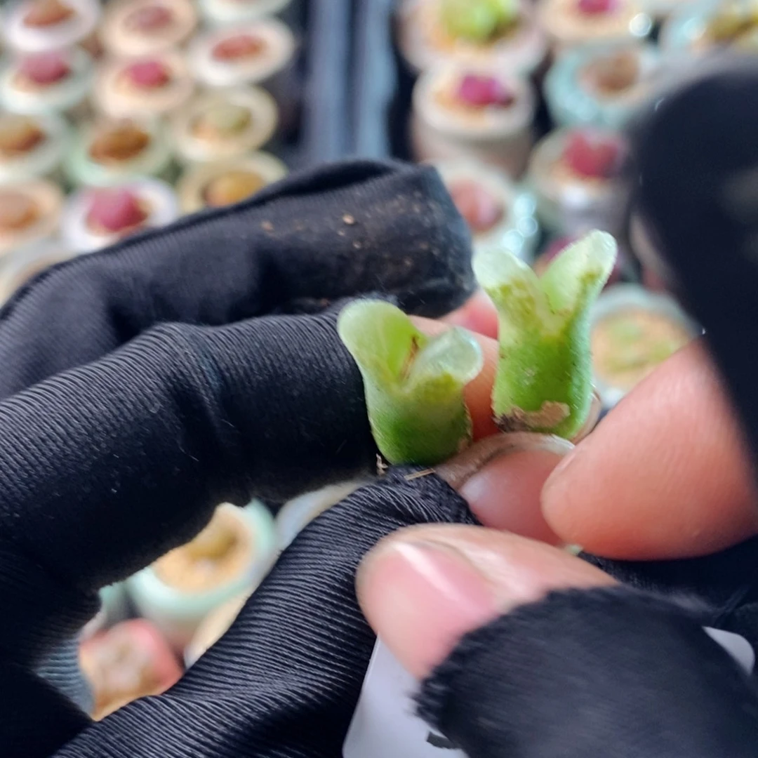 毛*5578--一物一拍 冰风铃