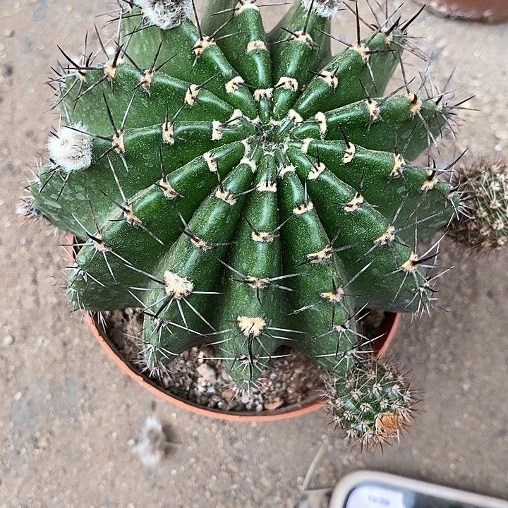 山脉仙人球2467788