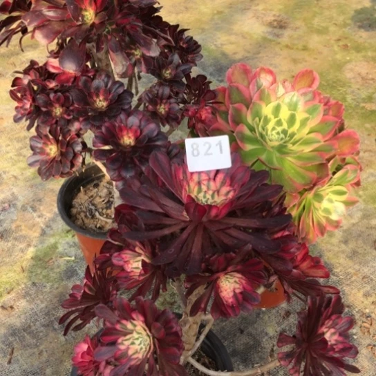 法师多肉植物A*琪法师821