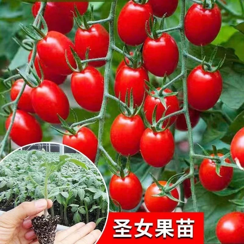 爆甜千禧圣女果苗秧苗正宗超甜薄皮小番茄种子四季阳台盆栽蔬菜苗