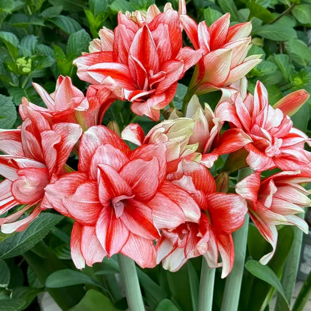 【种球大礼包】多年生爆花球根花卉 云南鲜花绿植