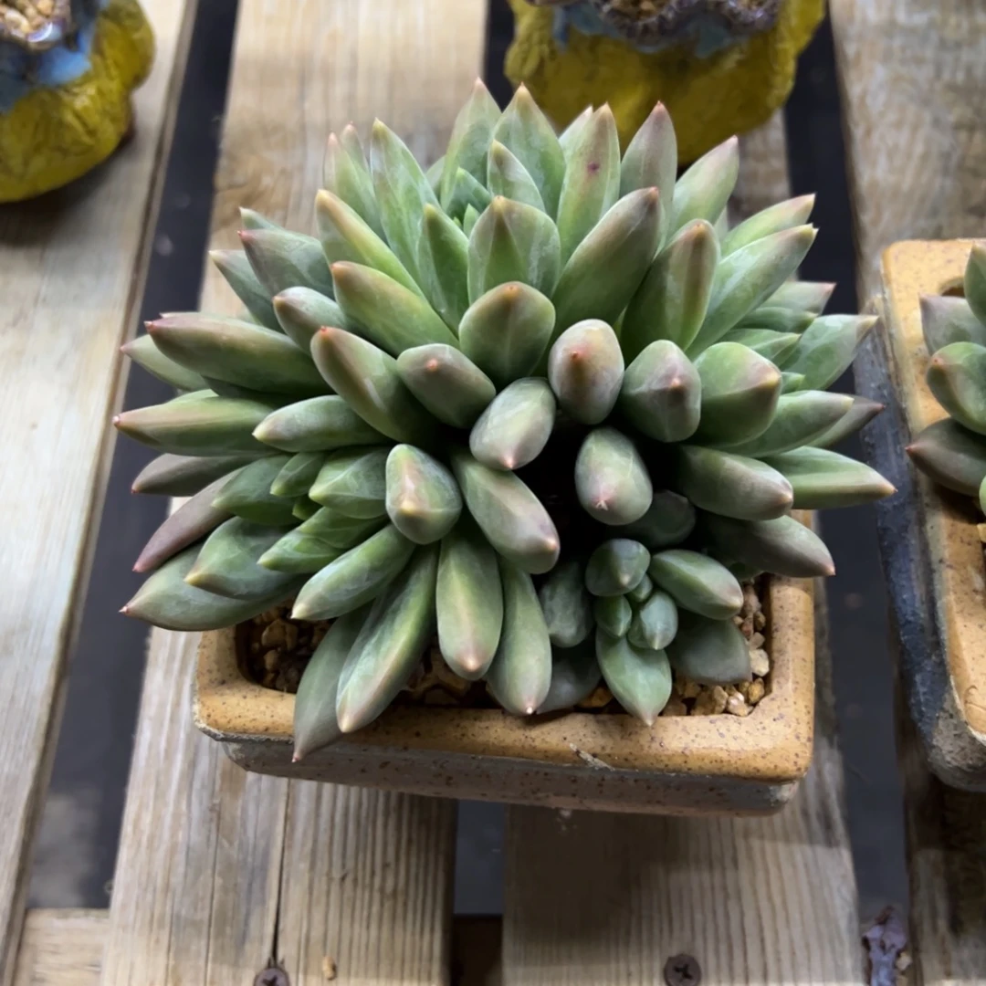 重楼18 零零多肉植物