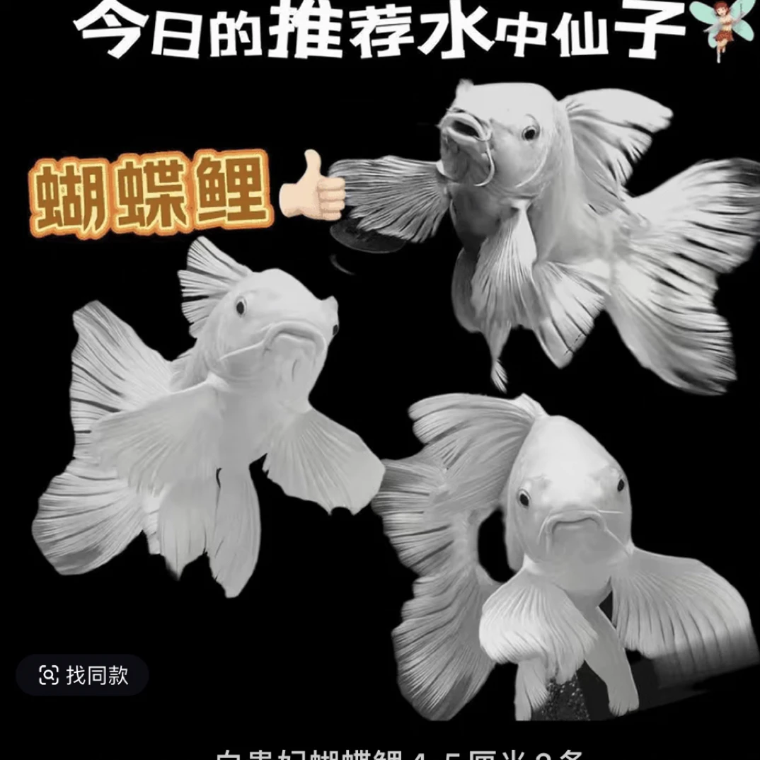 台湾纯种短身蝴蝶鲤观赏鱼冷水淡水鱼好养易活