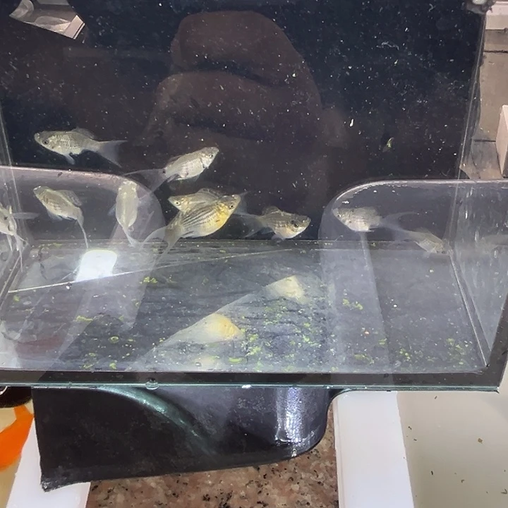 海水鱼燕尾杂色玛丽球小鱼8+1备损