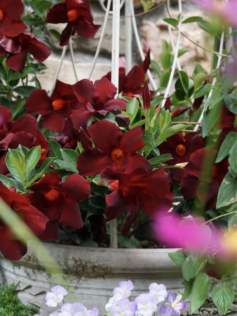 【飘香藤富贵红】盆栽带花苞耐热好养宜活懒人花开不断室内阳台花