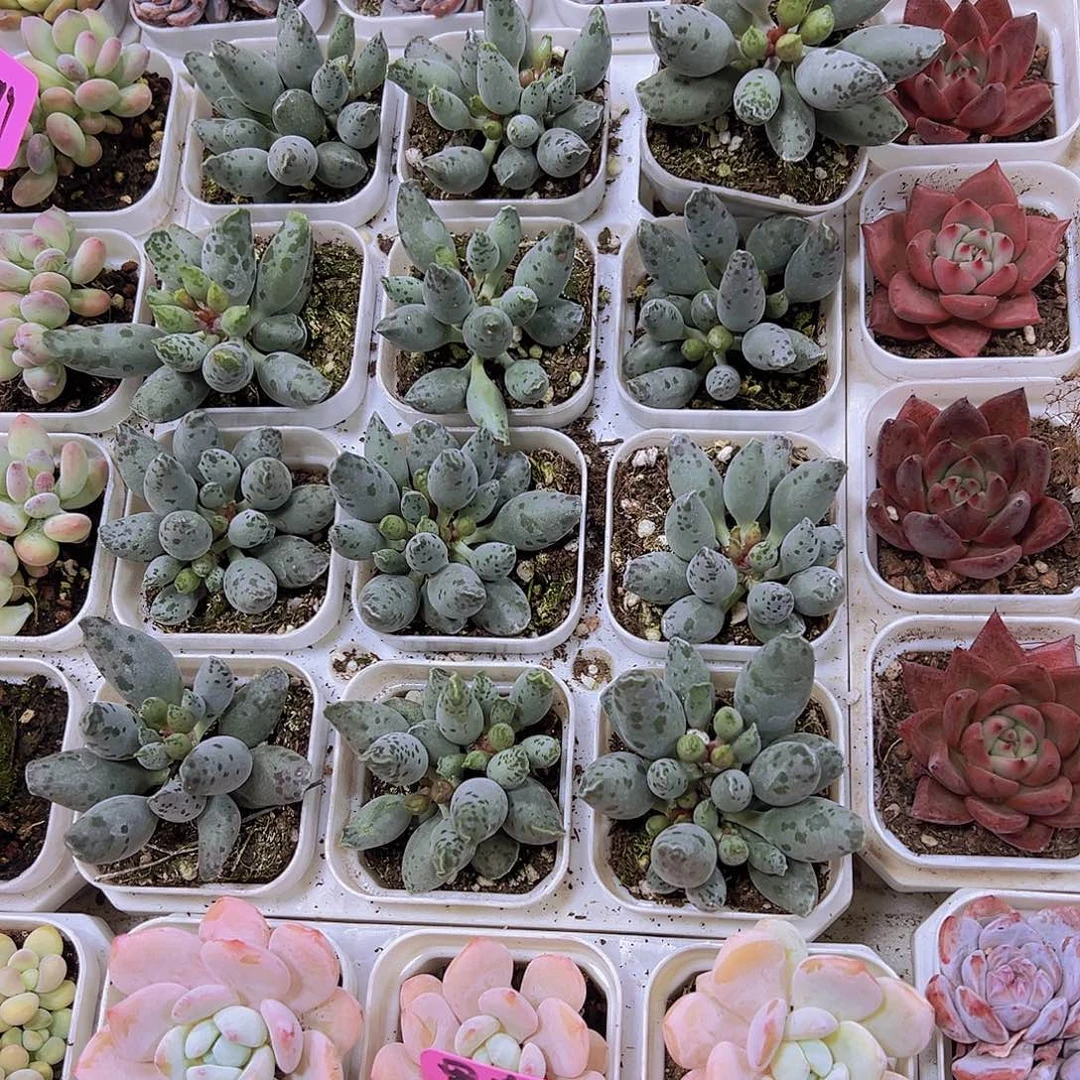 ;***)大海豹16个多肉植物植物
