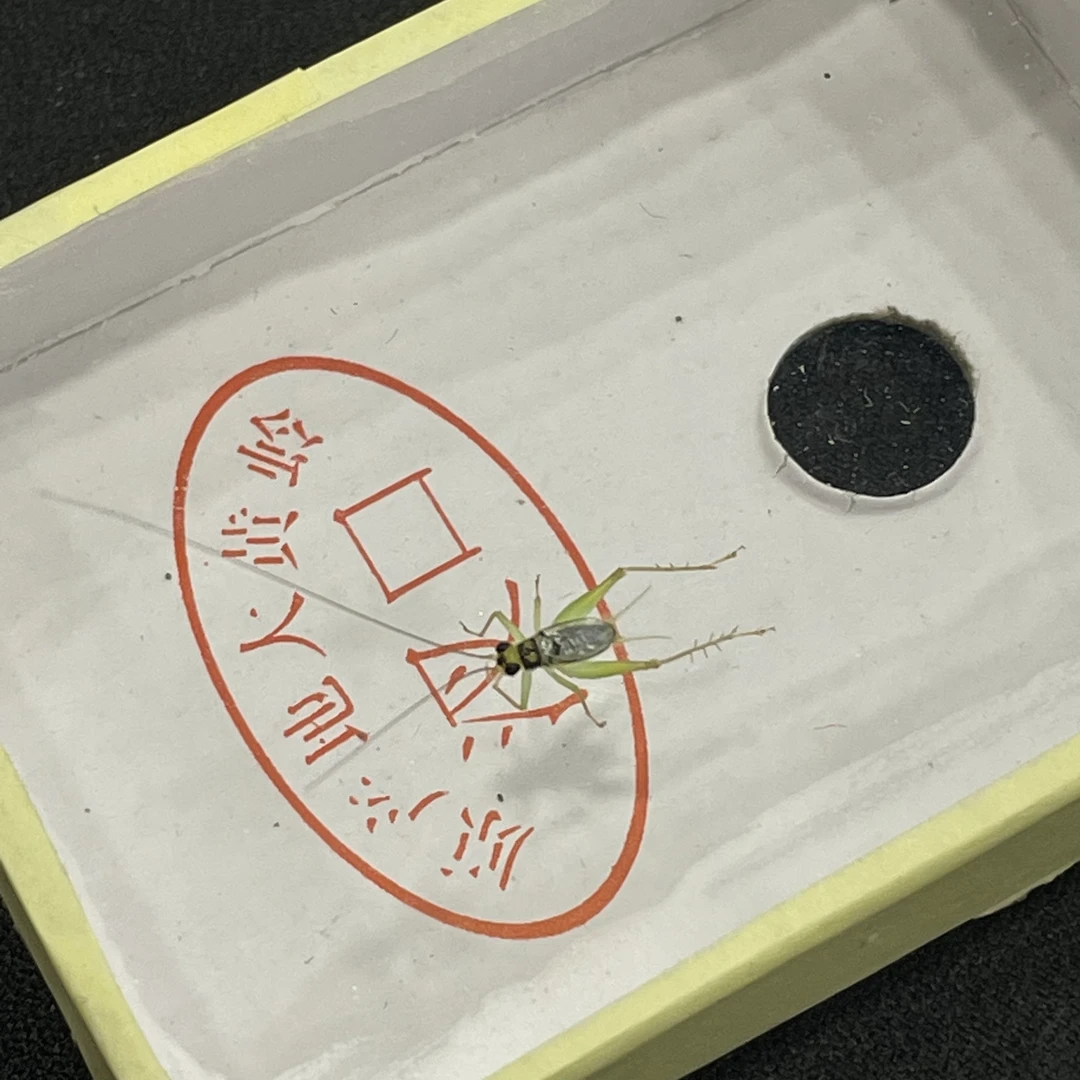 TIGER·老虎科普好物·长须翡翠蛉明信片包装盒两个