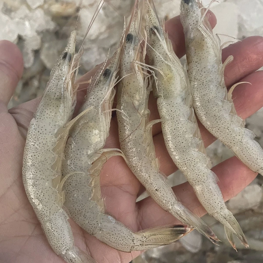 M5琅琊顺丰明虾包邮羊毛虾青岛直发海鲜