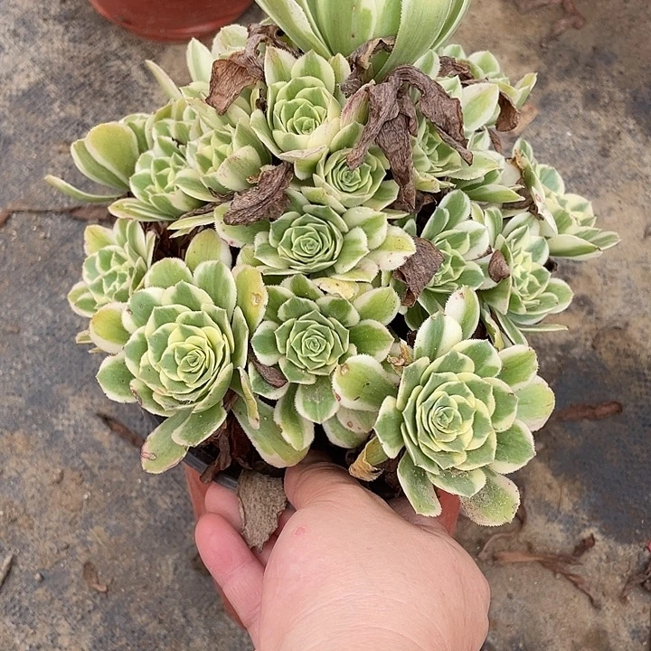 203迈巴赫多肉植物法师